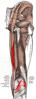 Muscle semi-membraneux