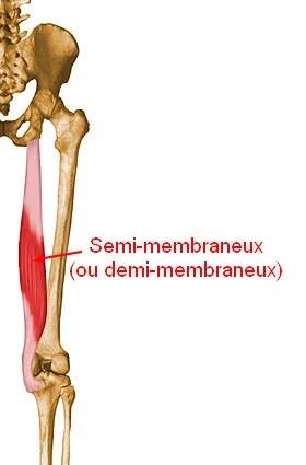 Muscle semi-membraneux isolé