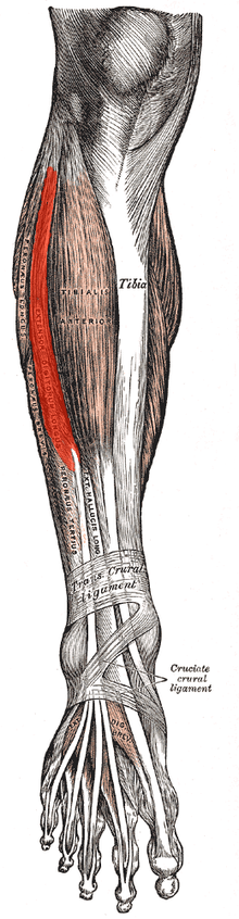 Muscle long extenseur des orteils