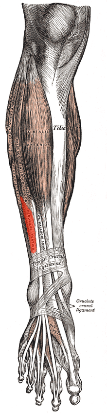 Muscle troisième fibulaire