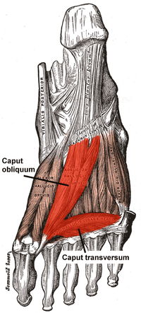 Muscle court adducteur de l'hallux