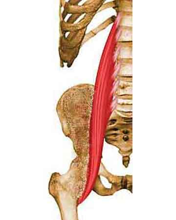 Muscle grand psoas