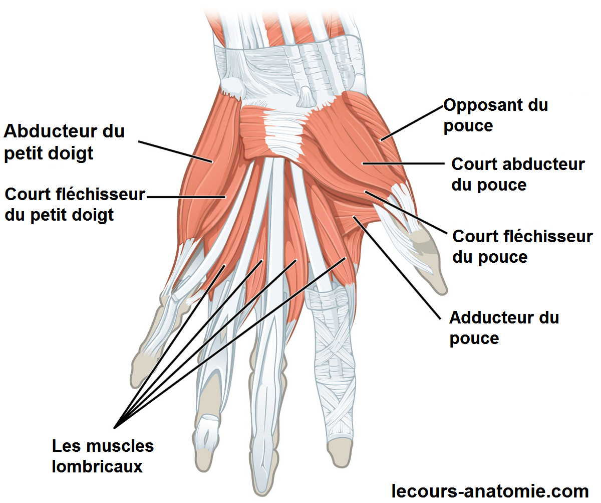 Muscles superficiels de la main