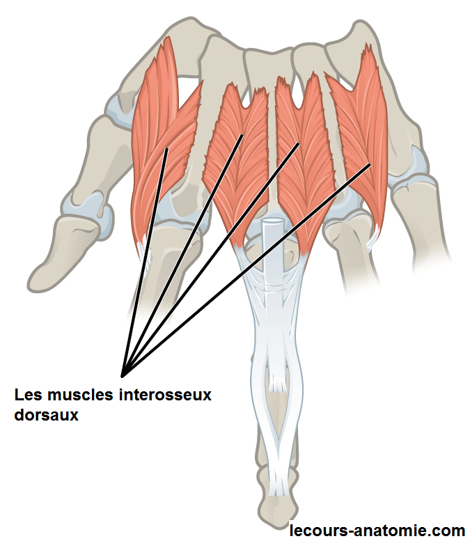 Muscles interosseux dorsaux