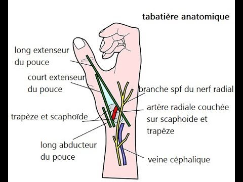 Tabatière anatomique