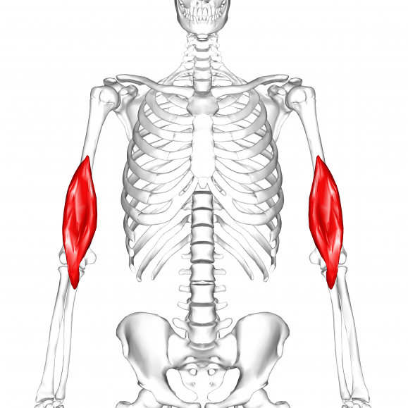 Muscle brachial antérieur
