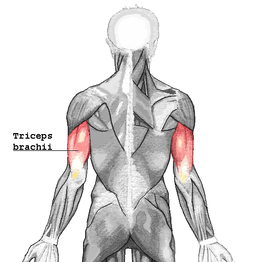 Muscle triceps brachial