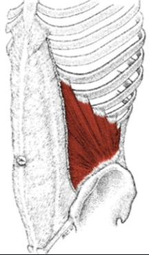 Muscle oblique interne