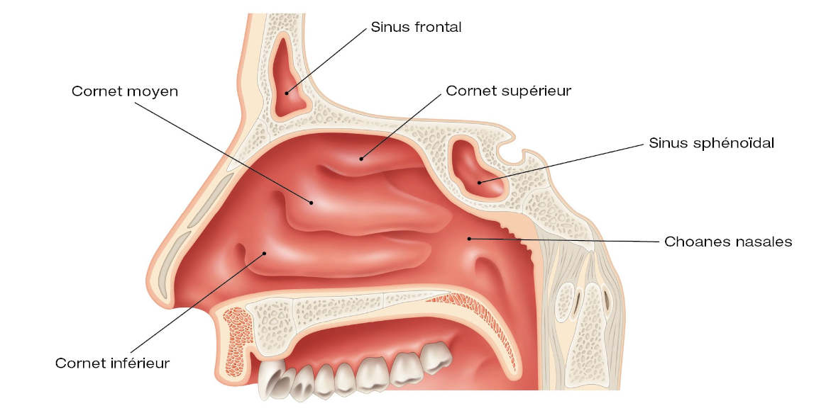 Cornet nasal inférieur