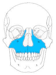 Vue antérieure os maxillaire