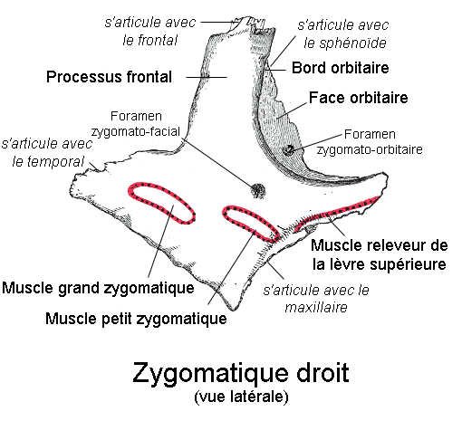 insertions musculaires du zygomatique