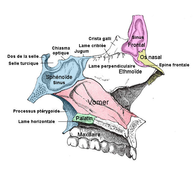 Coupe sagittale base du crâne