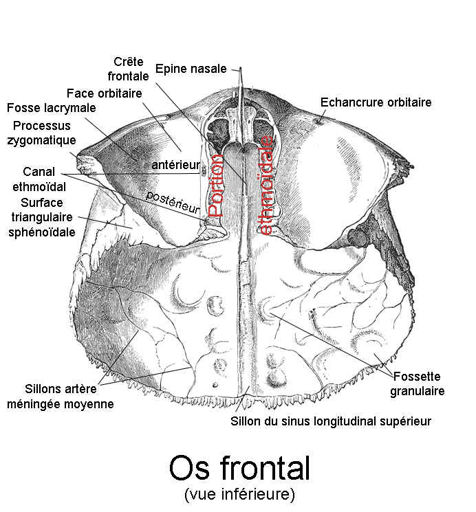 Vue endocranienne de l'os frontal