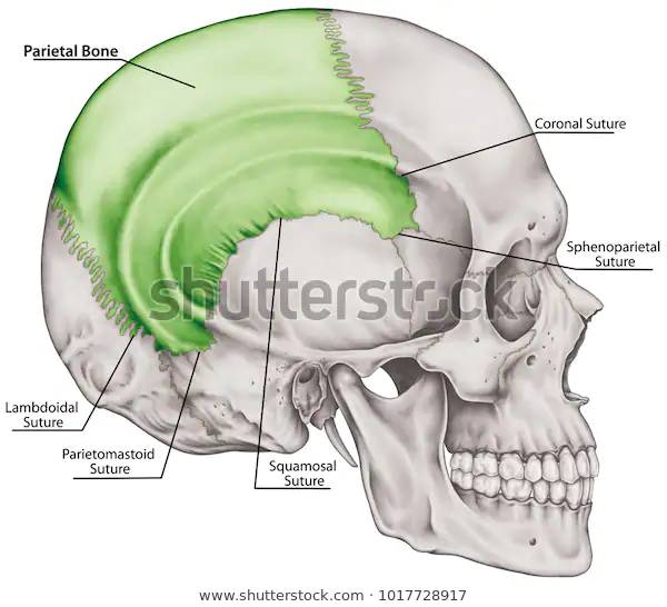 Os de la face