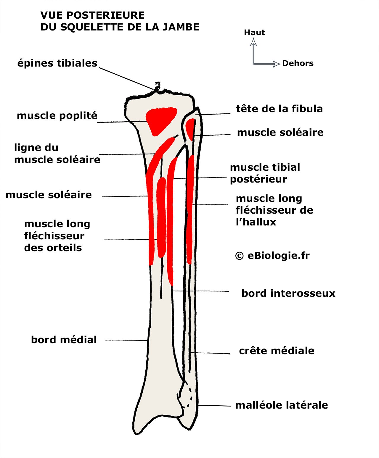 Insertions musculaires tibia vue postérieure
