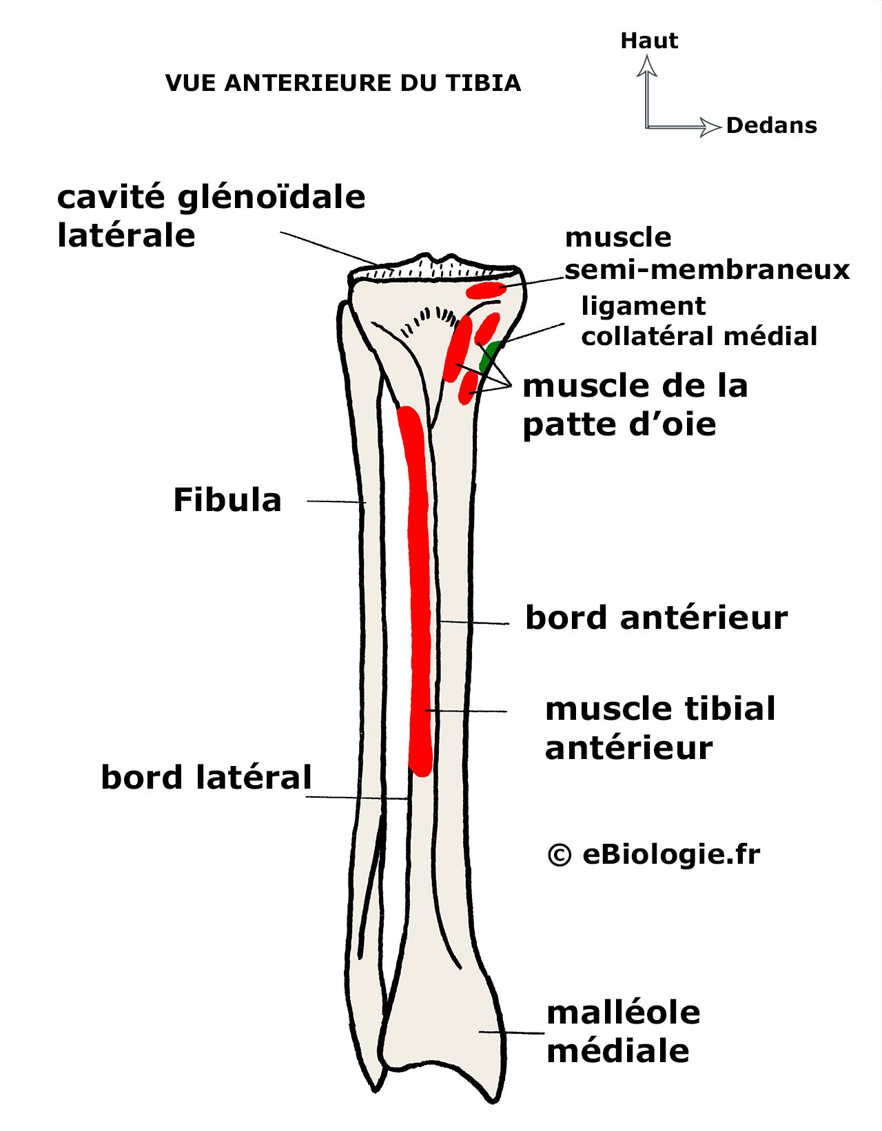 Insertions musculaires tibia